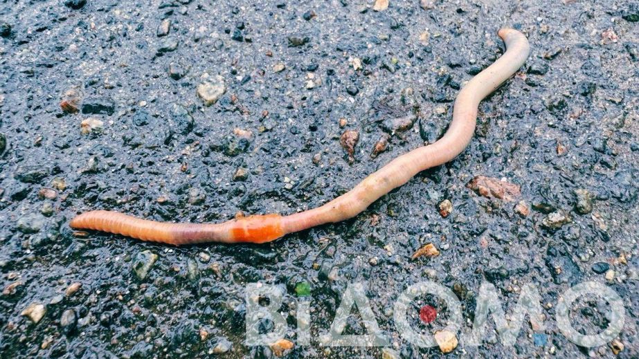 Зимові аномалії: у Кривому Розі у грудні помітили дощових черв'яків (ФОТО)