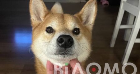 В Днепре разыскивают пропавшую собаку породы Сиба Ину