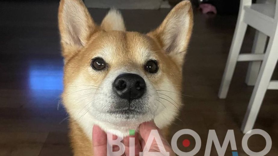 В Днепре разыскивают пропавшую собаку породы Сиба Ину
