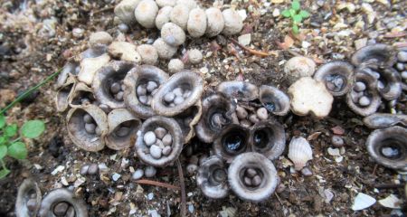 Схожі на крихітні гн...