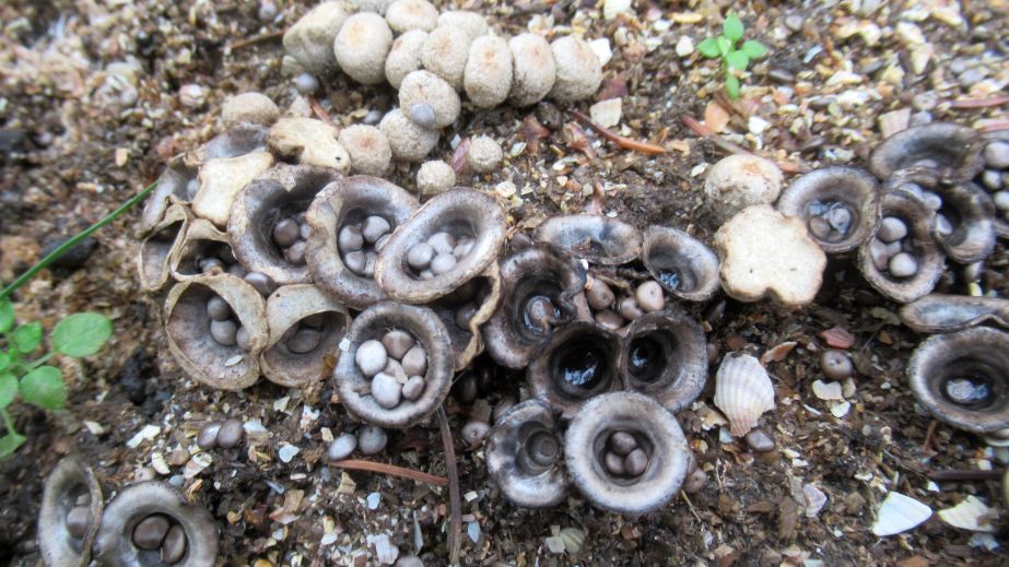 Схожі на крихітні гнізда: на Криворіжжі помітили чудернацькі рідкісні гриби (ФОТО)
