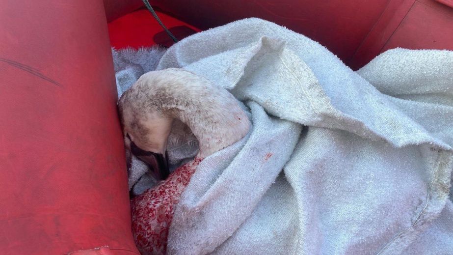 У Кам'янському врятували лебедя, який примерз крилами до криги (ФОТО)