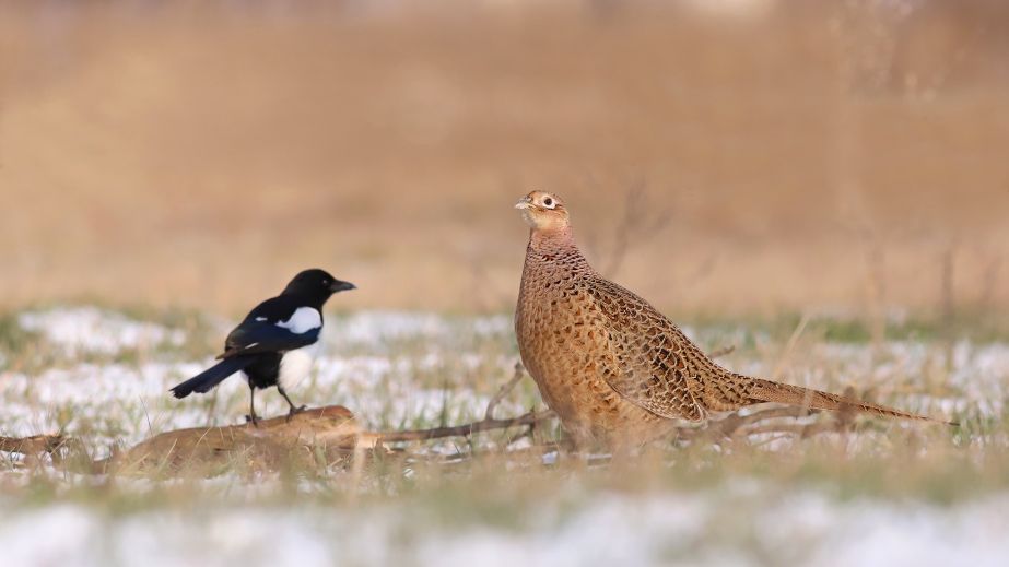 У Кривому Розі зафіксували "діалог" фазана та сороки-задири (ФОТО)