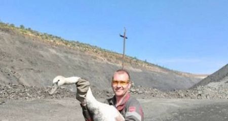 У Ганнівському кар’єрі на Дніпропетровщині врятували лебедя