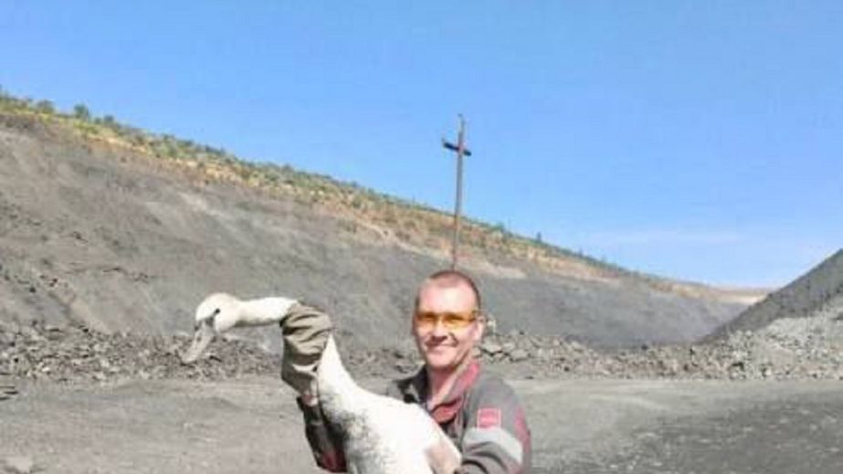 В Ганновском карьере на Днепропетровщине спасли лебедя