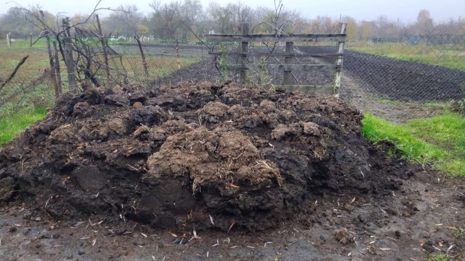 В Кривом Роге огромная куча навоза загрязнила 6 млн гривен (ФОТО)