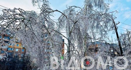 В Каменском дерево упало на легковушки и раздавило сразу четыре авто (ФОТО)