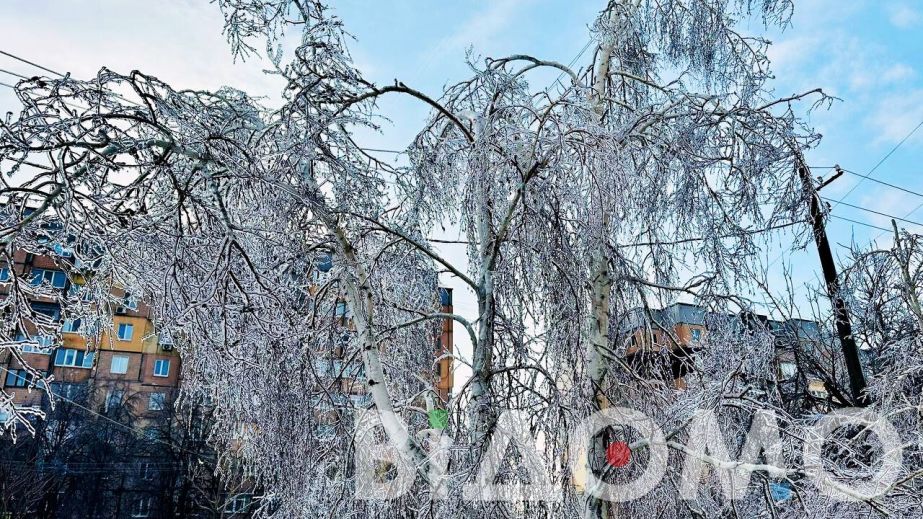 У Камʼянському дерево впало на легковики та розчавило одразу чотири авто (ФОТО)