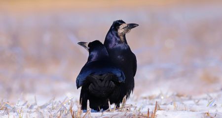 У Кривому Розі сфото...