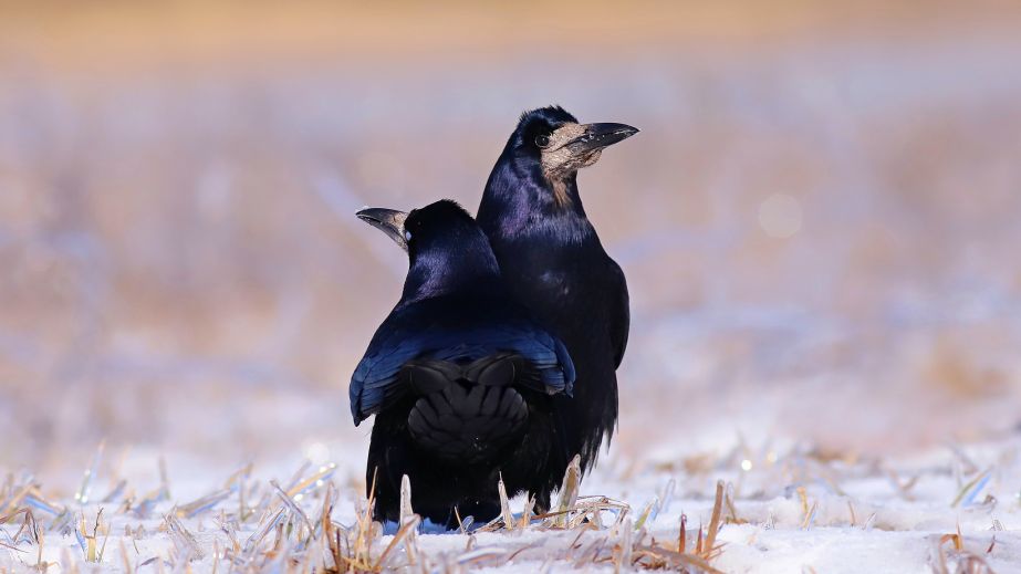 У Кривому Розі сфотографували "романтичне побачення" двох граків (ФОТО)