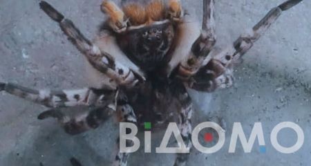 Аномальное тепло разбудило тарантулов на Днепропетровщине (ФОТО)