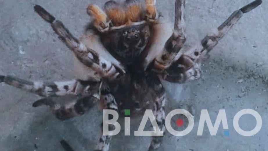 Аномальное тепло разбудило тарантулов на Днепропетровщине (ФОТО)