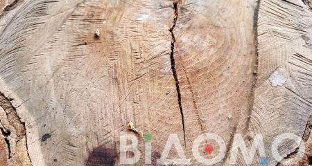 "Черный" лесоруб напилил кленов и акации в Днепровском районе почти на 50 000 гривен