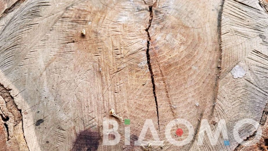 "Чорний" лісоруб напиляв кленів та акації у Дніпровському районі на майже 50 000 гривень