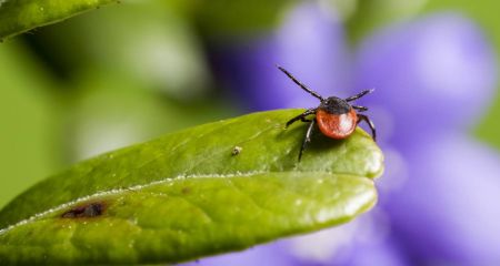 Сезонна активність кліщів на Дніпропетровщині: епідеміологи фіксують поодинокі випадки хвороби Лайма