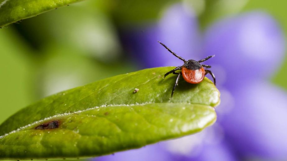 Сезонная активность клещей на Днепропетровщине: эпидемиологи фиксируют единичные случаи болезни Лайма