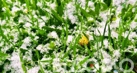 Окремі райони Дніпропетровщини 24 квітня засипало снігом (ФОТО)