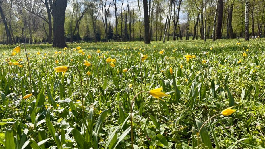 В Днепре переименовали два парка: как именно