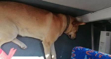 Потерянный пес в Днепре целый день катался на троллейбусе