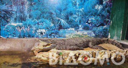 Загиблого під час ракетного удару крокодила Гену зроблять експонатом зоологічного музею у Дніпрі