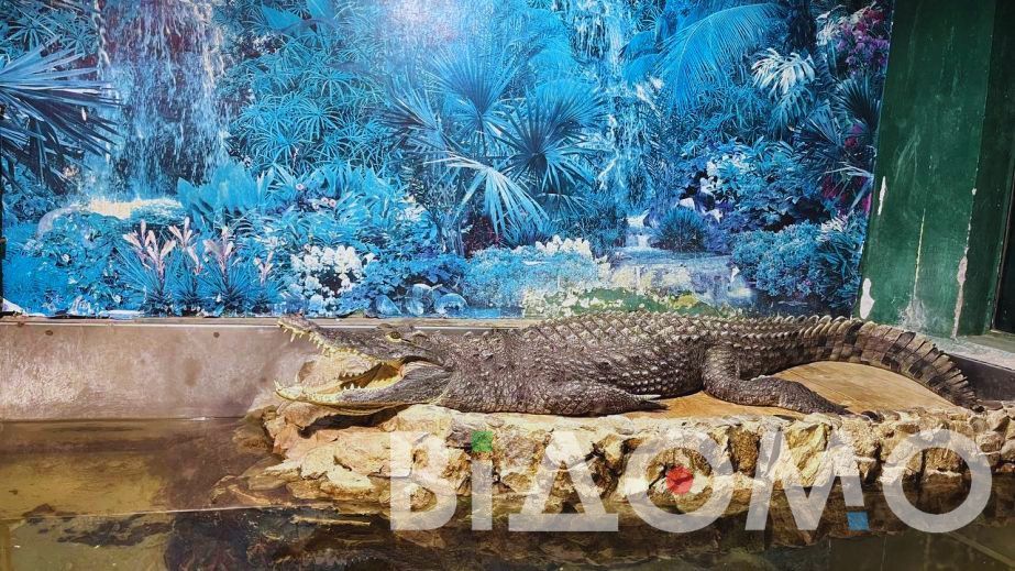 Погибшего во время ракетного удара крокодила Гену сделают экспонатом зоологического музея в Днепре
