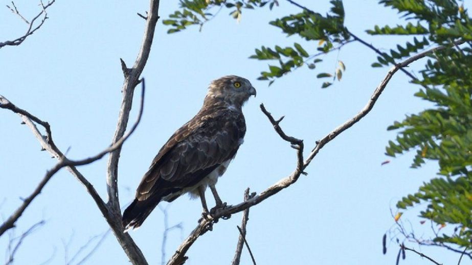 У прифронтовій громаді Дніпропетровщини виявили 109 видів рідкісних птахів