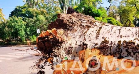 В Днепре на жилмассиве Победа огромный тополь упал на детскую площадку (ФОТО, ВИДЕО)