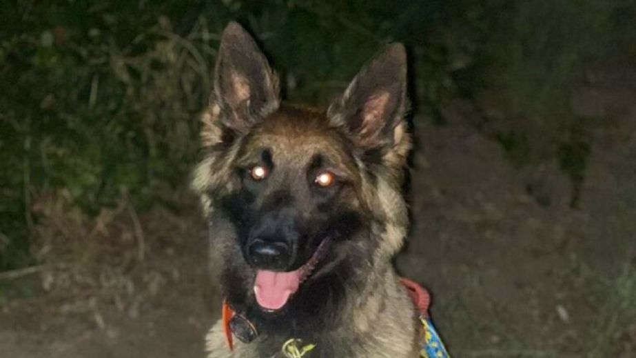 Девочку, которую в Кривом Роге убила родная мать, удалось найти благодаря уникальным собакам