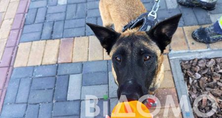 4 доба пошуків у Кривому Розі: чотирилапі рятувальники безперервно шукають двох дорослих та дитину під завалами у ТРЦ (ФОТО)
