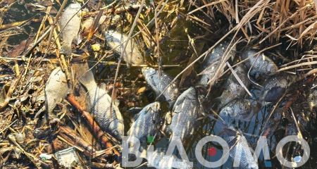 Экологическая катастрофа в Кривом Роге: на реке заметили массовый мор рыбы (ФОТО)