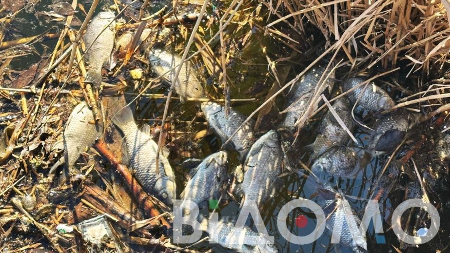Экологическая катастрофа в Кривом Роге: на реке заметили массовый мор рыбы (ФОТО)