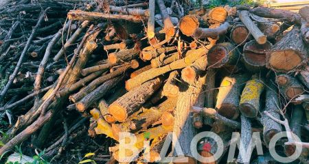 У Дніпровському районі спіймали "чорних" лісорубів з трактором (ФОТО)