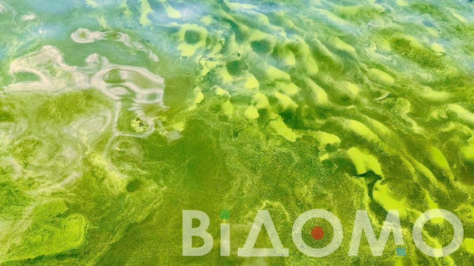 Экологическая беда в Кривом Роге: река Саксагань изменила цвет, а берега усеяны мертвой рыбой (ВИДЕО)