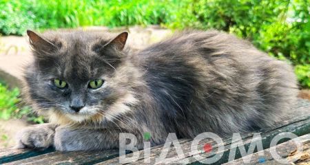 В Кривом Роге пенсионер открыл стрельбу по соседскому коту