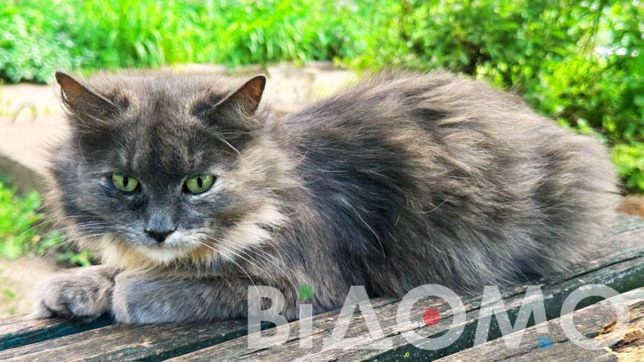 В Кривом Роге пенсионер открыл стрельбу по соседскому коту