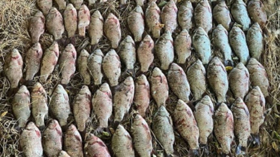 Выловил рыбы из Каховского водохранилища более чем на 100 тыс грн: на Днепропетровщине задержали браконьера
