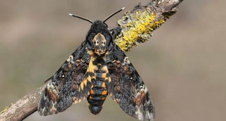 На Дніпропетровщині помітили рідкісного метелика з Червоної книги України