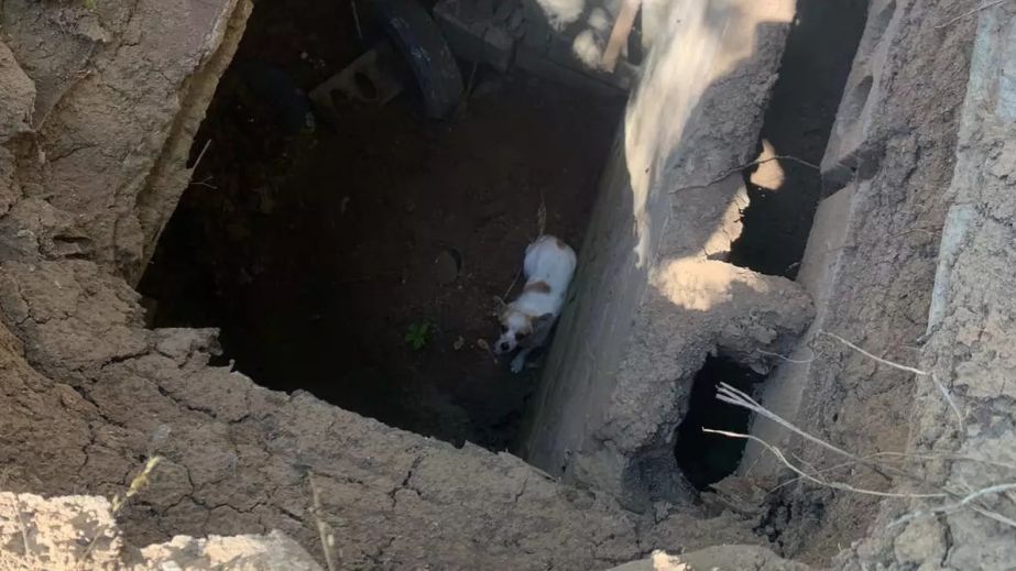 На Днепропетровщине спасли собачку, которая упала в погреб (ФОТО)