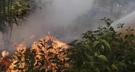 На Дніпропетровщині подовжено дію надзвичайної пожежної небезпеки