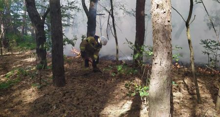 На Дніпропетровщині понад шість годин гасили лісову пожежу