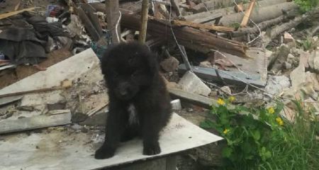 В Никополе ищут семью для щенка, выжившего после четырех прилетов в дом