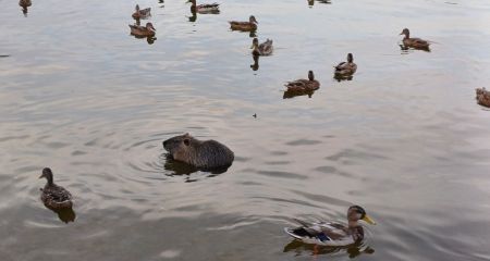 В популярном сквере Днепра заметили большую нутрию в компании птиц (ФОТО)