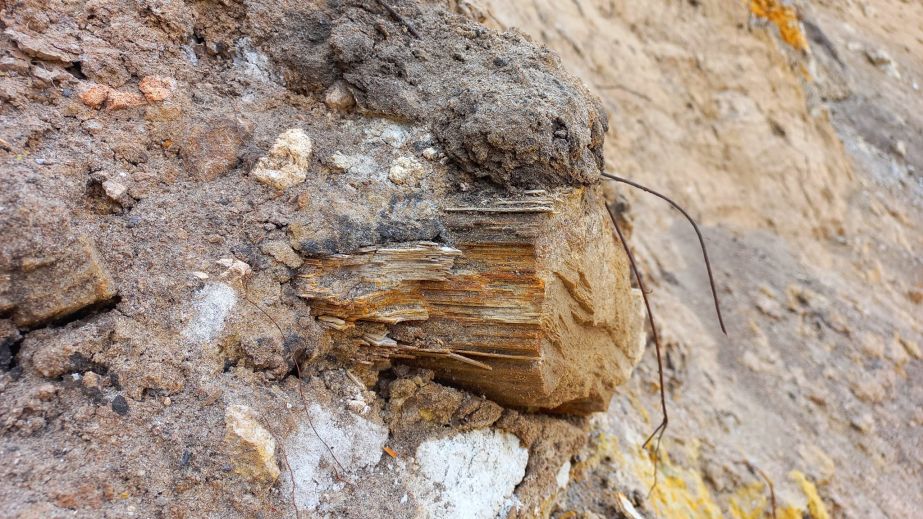 Скарби у городі: житель Дніпропетровщини знайшов на городі кам'яне дерево