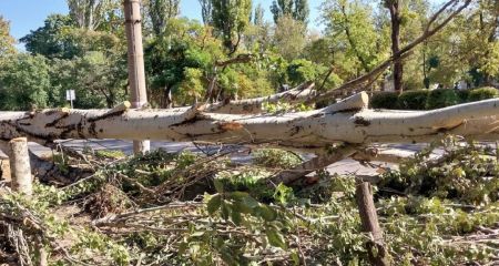 В Туннельной балке Днепра вырубывают деревья