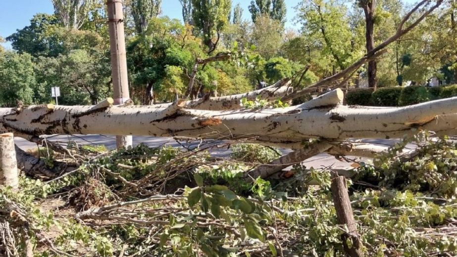 У Тунельній балці Дніпра вирубують дерева