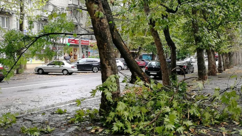 На правому березі Дніпра гілка впала на дорогу