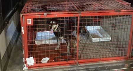 Несподіваний вантаж: собака з Одеси приїхав до Дніпра в автівці "Нової пошти"