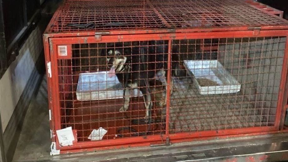 Неожиданный груз: собака из Одессы приехала в Днепр в автомобиле "Новой почты"