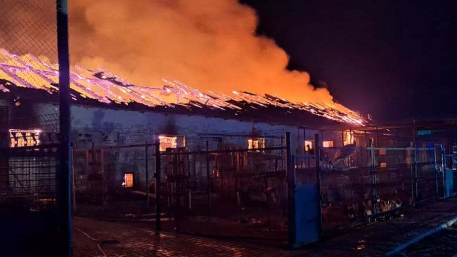 В Днепровском районе сгорела конеферма, погибли животные (ФОТО)