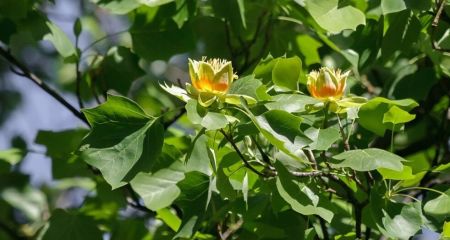 В Днепровском сквере Героев расцвело экзотическое тюльпановое дерево